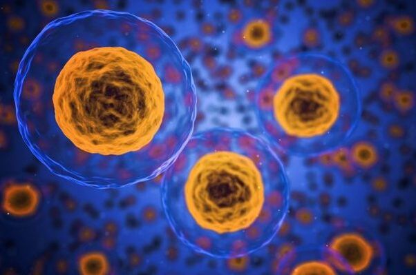 Nola gertatzen da pisua galtzeko prozesua